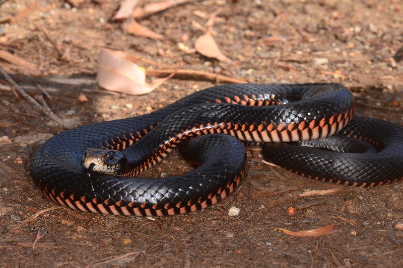 Red-Bellied_Black_Snake__Pseudechis_porphyriacus__057.jpg