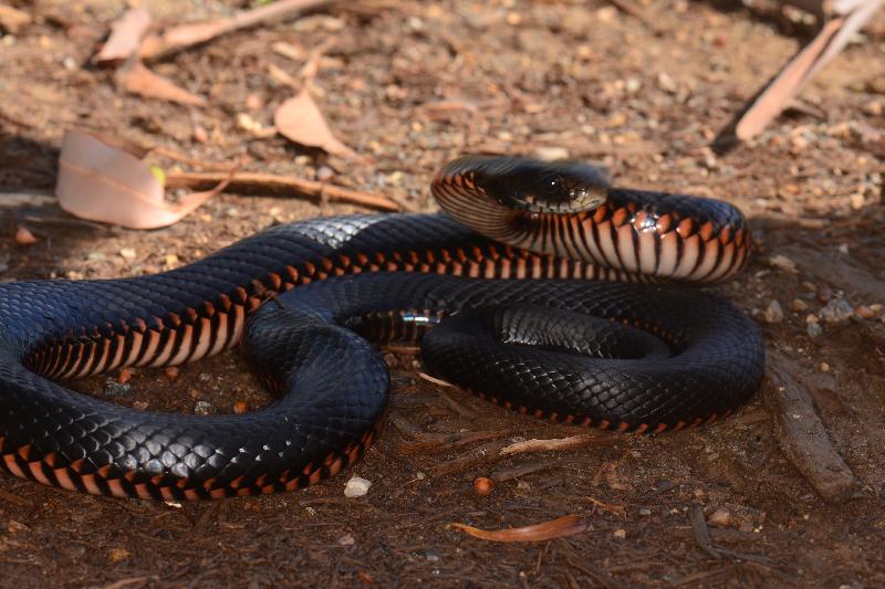 Red-Bellied_Black_Snake__Pseudechis_porphyriacus__058.jpg