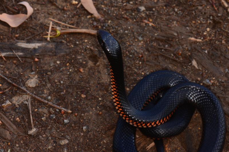 Red-Bellied_Black_Snake__Pseudechis_porphyriacus__059.jpg