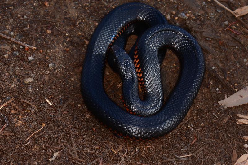 Red-Bellied_Black_Snake__Pseudechis_porphyriacus__060.jpg