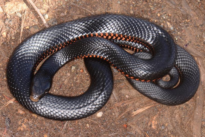 Red-Bellied_Black_Snake__Pseudechis_porphyriacus__062.jpg