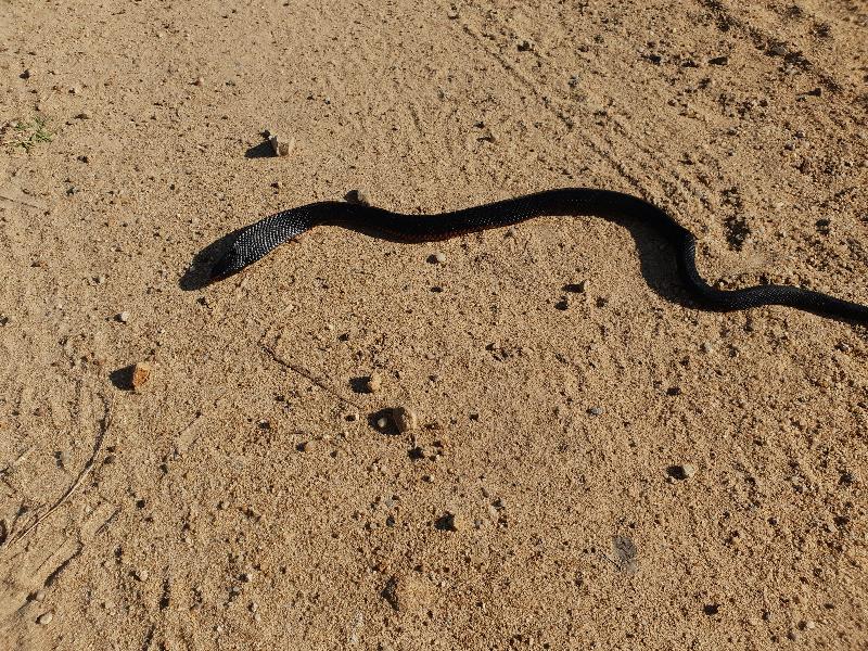 Red-Bellied_Black_Snake__Pseudechis_porphyriacus__065.jpg