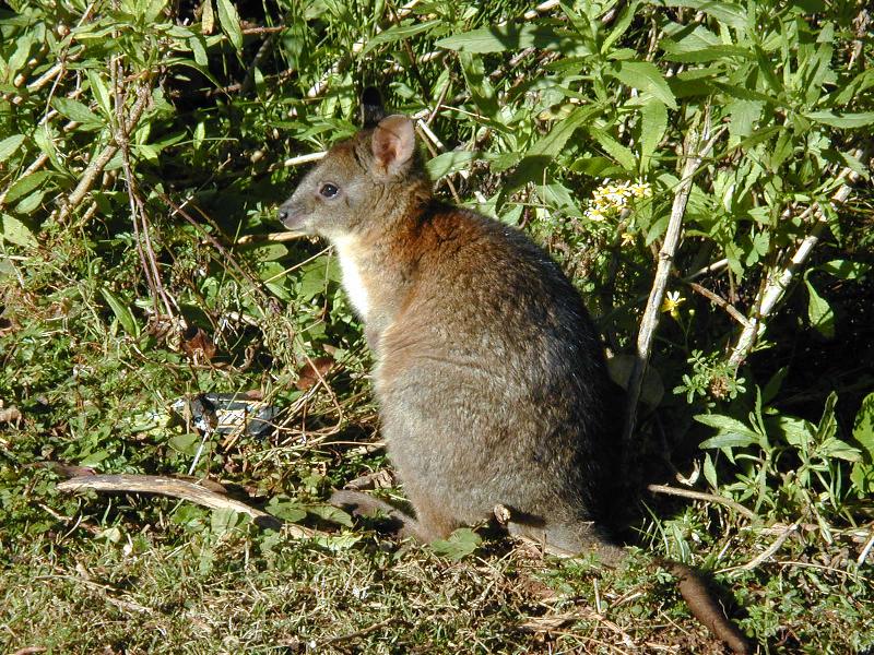 Red-Necked_Pademelon__Thylogale_thetis__003.jpg