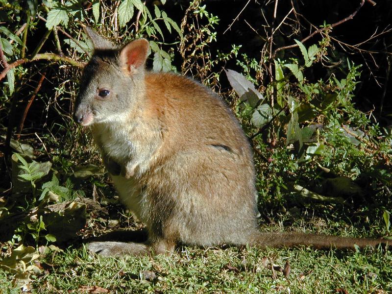 Red-Necked_Pademelon__Thylogale_thetis__004.jpg