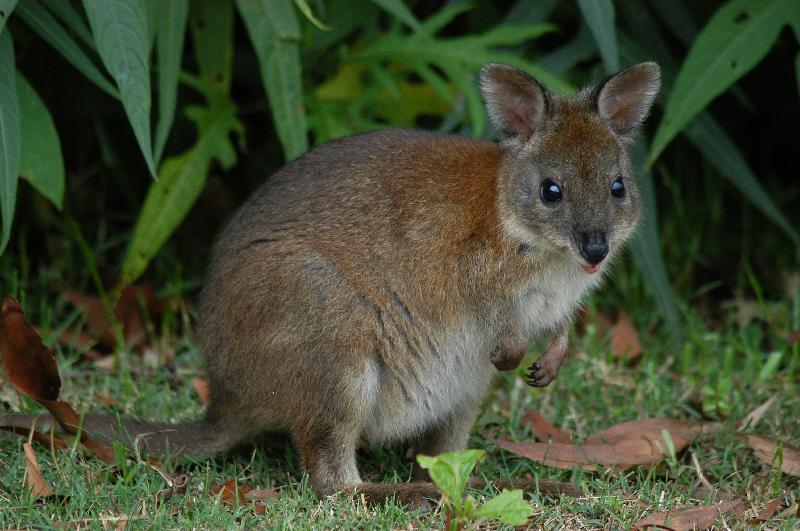 Red-Necked_Pademelon__Thylogale_thetis__005.jpg