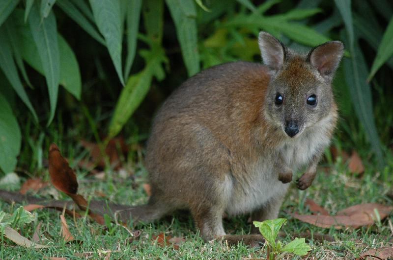 Red-Necked_Pademelon__Thylogale_thetis__006.jpg