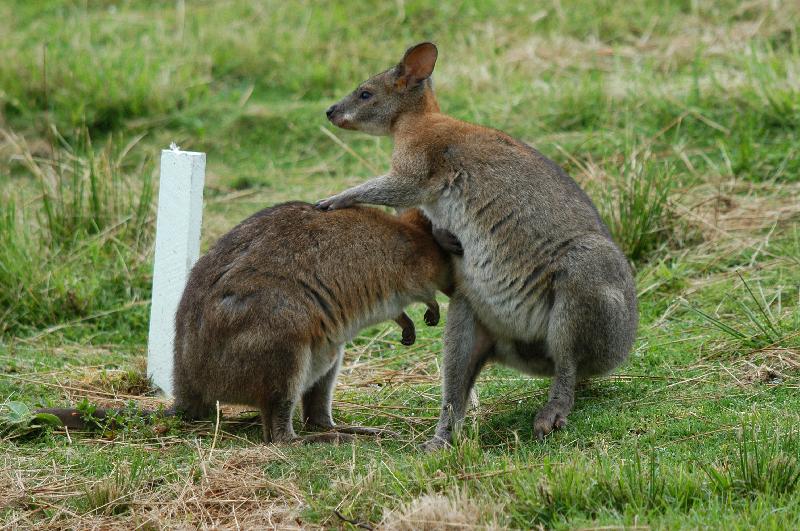 Red-Necked_Pademelon__Thylogale_thetis__008.jpg