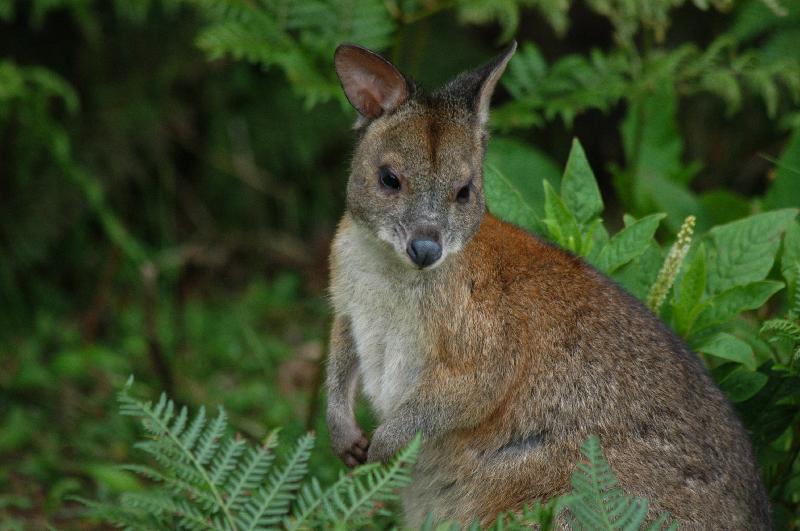 Red-Necked_Pademelon__Thylogale_thetis__009.jpg