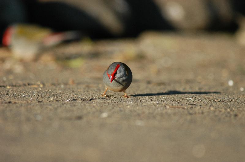 Red-browed_Finch__Neochmia_temporalis__002.jpg