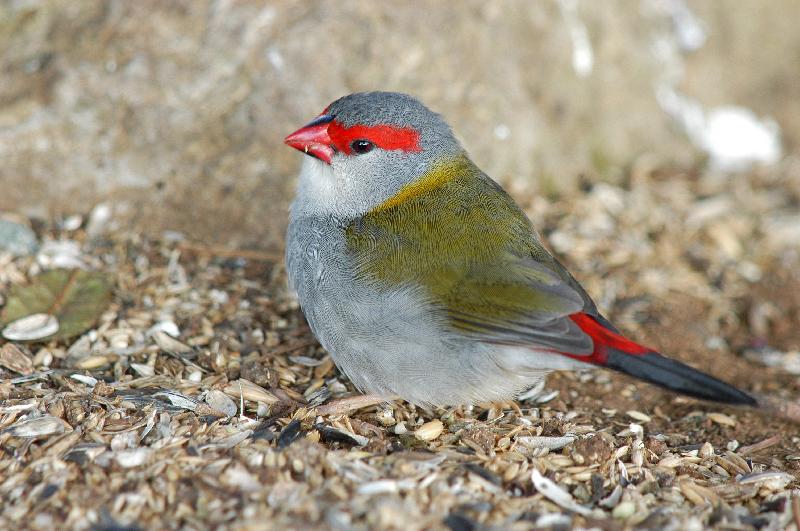 Red-browed_Finch__Neochmia_temporalis__005.jpg