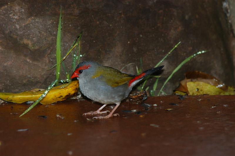 Red-browed_Finch__Neochmia_temporalis__007.jpg