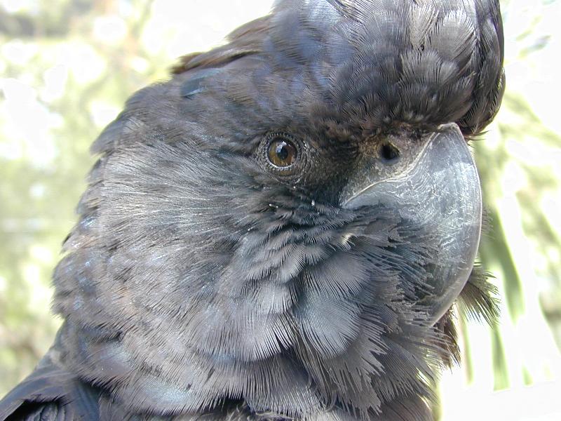Red-tailed_Black-Cockatoo__Calyptorhynchus_banksii__001.jpg