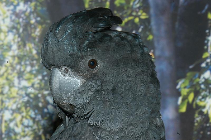 Red-tailed_Black-Cockatoo__Calyptorhynchus_banksii__003.jpg