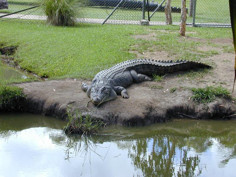 Saltwater_Crocodile__Crocodylus_porosus__001.jpg