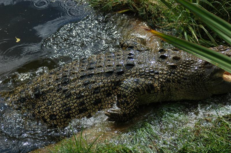 Saltwater_Crocodile__Crocodylus_porosus__003.jpg