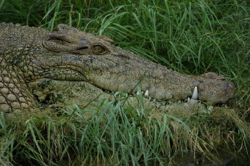 Saltwater_Crocodile__Crocodylus_porosus__004.jpg