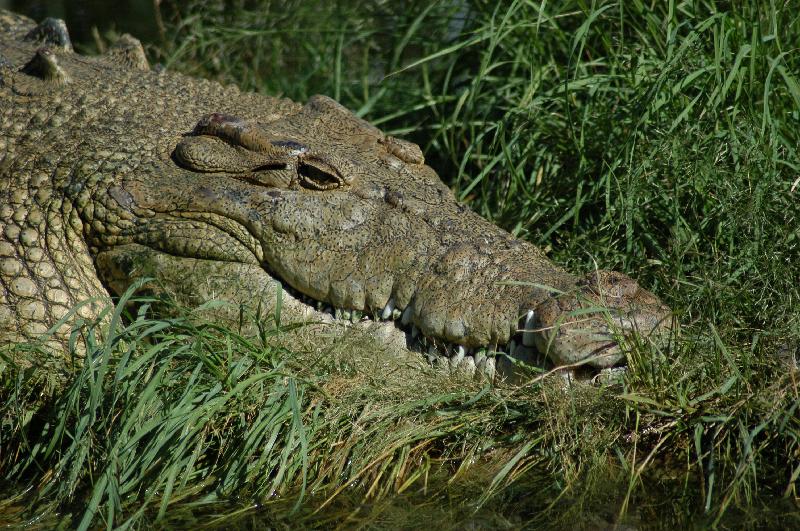 Saltwater_Crocodile__Crocodylus_porosus__005.jpg