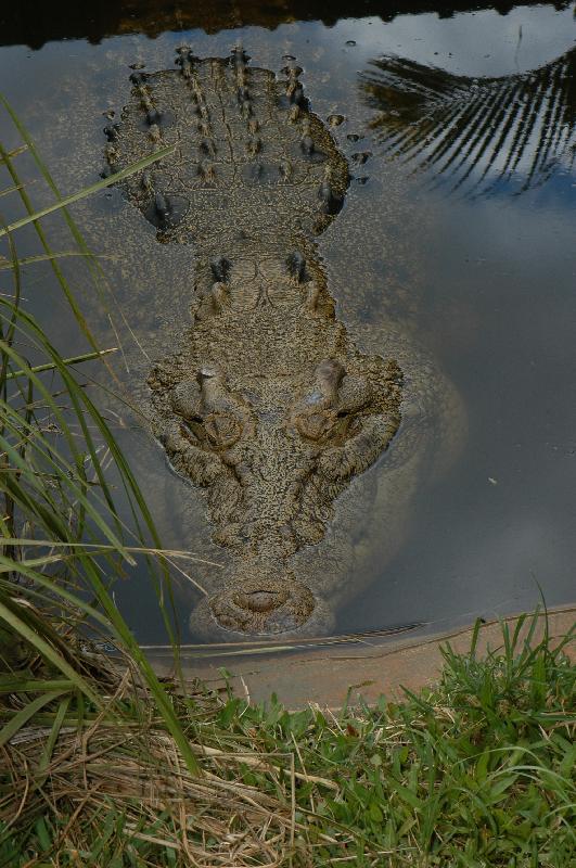 Saltwater_Crocodile__Crocodylus_porosus__006.jpg