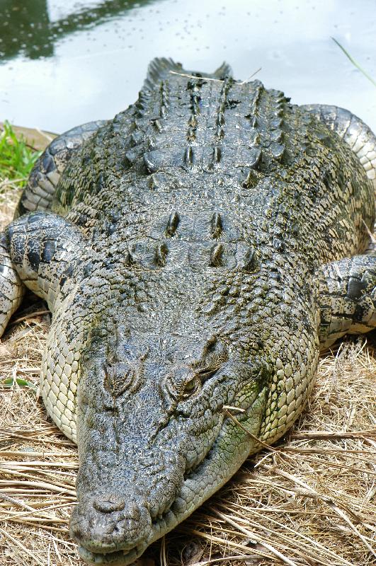 Saltwater_Crocodile__Crocodylus_porosus__007.jpg