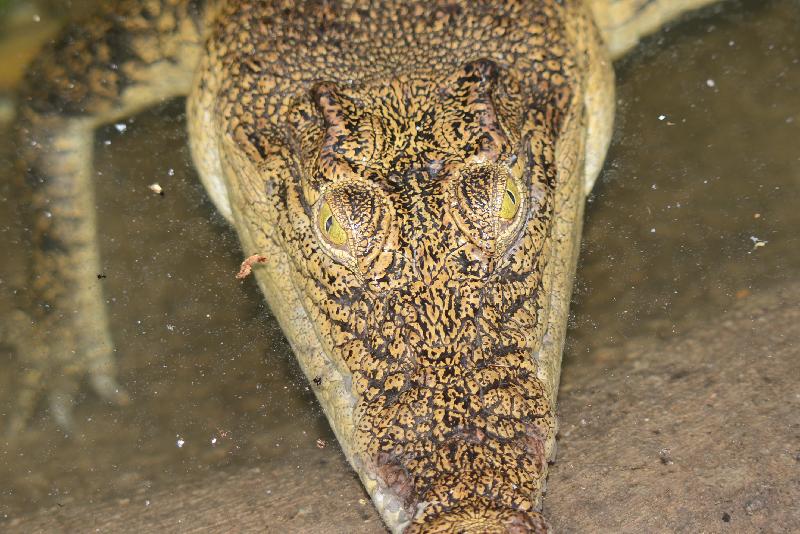 Saltwater_Crocodile__Crocodylus_porosus__008.jpg