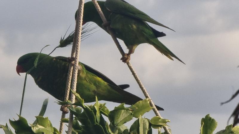 Scaly-breasted_Lorikeet__Trichoglossus_chlorolepidotus__010.jpg