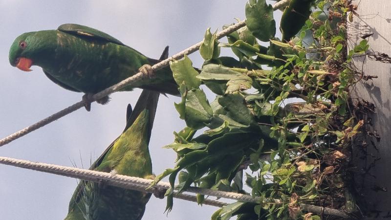 Scaly-breasted_Lorikeet__Trichoglossus_chlorolepidotus__011.jpg