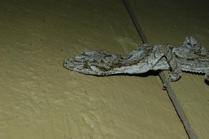Southern_Leaf-Tailed_Gecko__Saltuarius_swaini__006.jpg