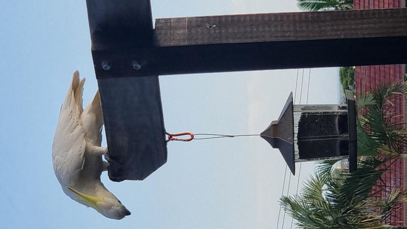 Sulphur-crested_Cockatoo__Cacatua_galerita__029.jpg