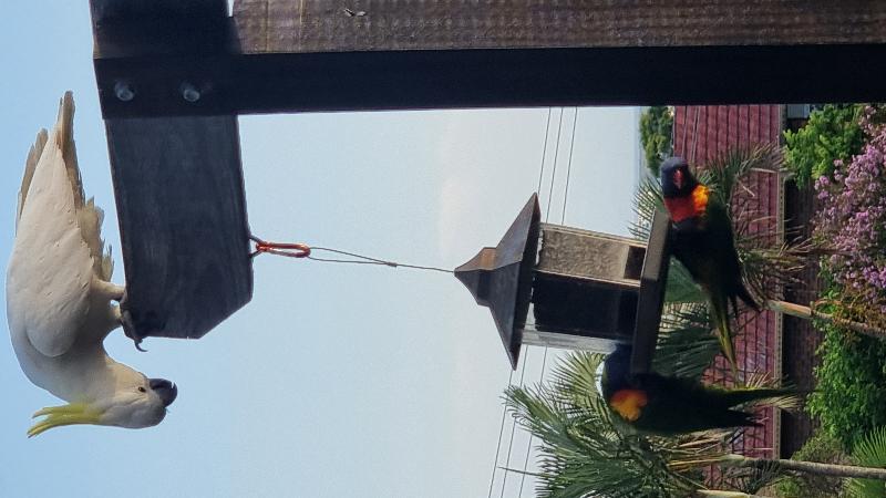 Sulphur-crested_Cockatoo__Cacatua_galerita__030.jpg