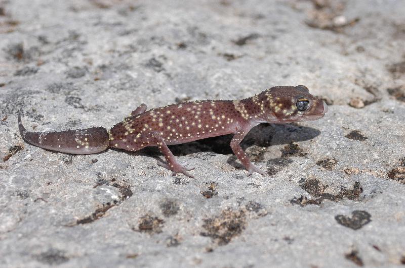 Thick-Tailed_Gecko__Underwoodisaurus_milii__003.jpg