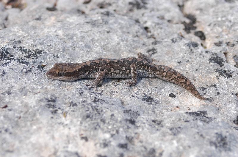 Thick-Tailed_Gecko__Underwoodisaurus_milii__004.jpg