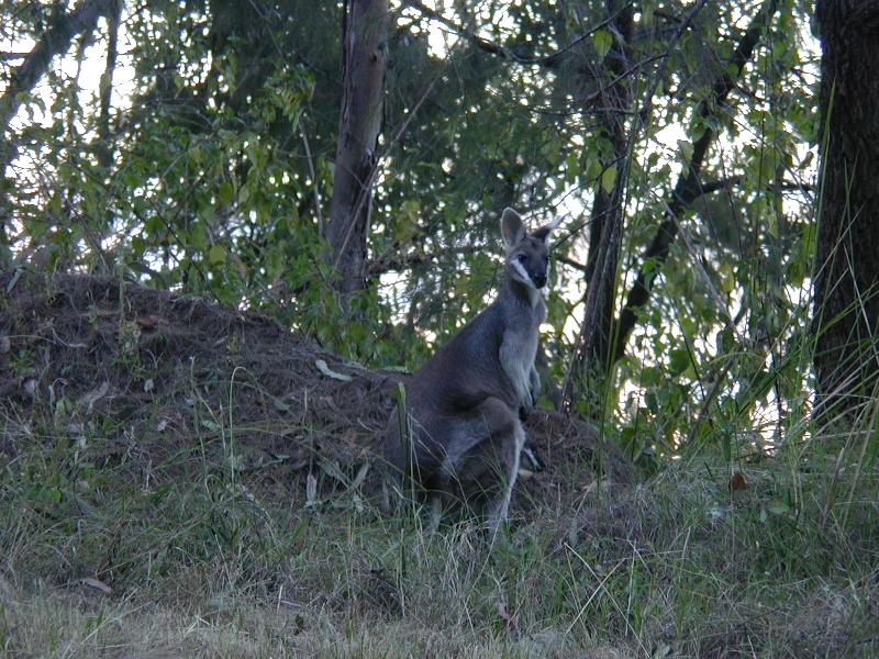 Whiptail_Wallaby__Macropus_parryi__002.jpg