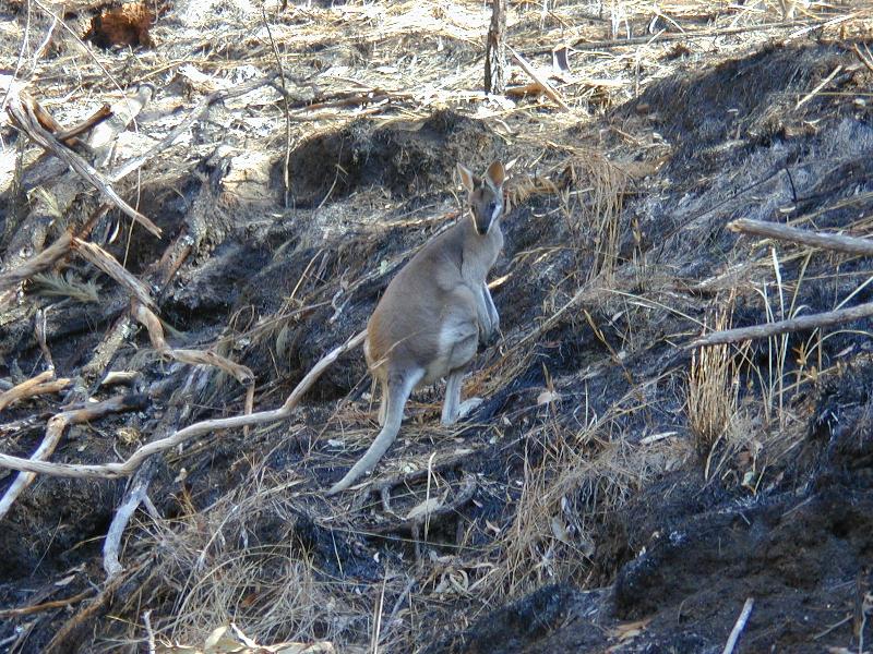 Whiptail_Wallaby__Macropus_parryi__004.jpg