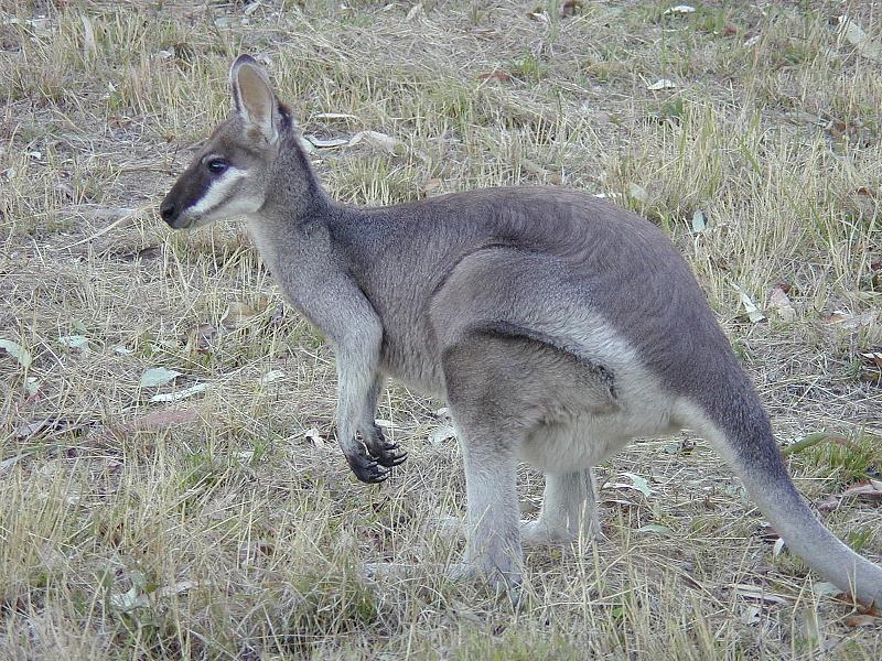 Whiptail_Wallaby__Macropus_parryi__005.jpg