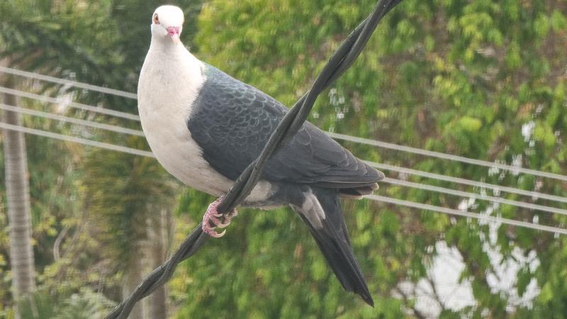 White-headed_Pigeon__Columba_leucomela__003.jpg