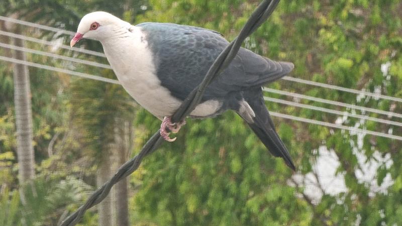 White-headed_Pigeon__Columba_leucomela__004.jpg