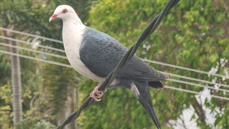 White-headed_Pigeon__Columba_leucomela__005.jpg