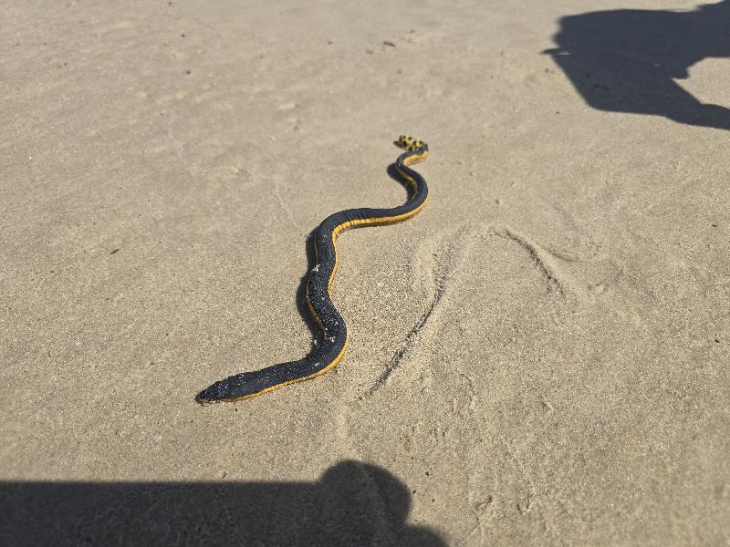 Yellow-Bellied_Sea_Snake__Pelamis_platurus__008.jpg