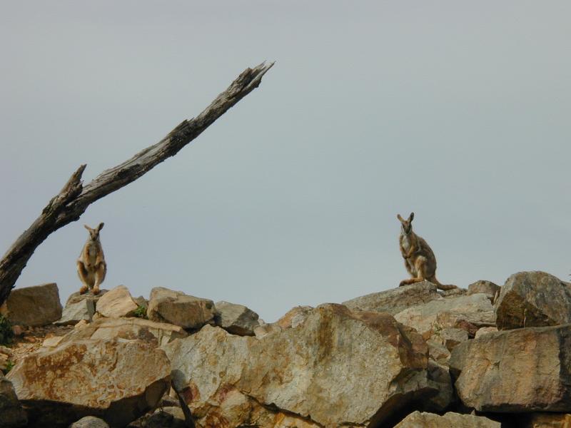 Yellow-Footed_Rock-Wallaby__Petrogale_xanthopus__001.jpg
