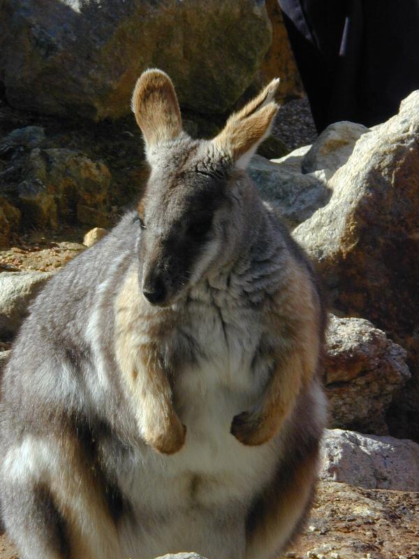 Yellow-Footed_Rock-Wallaby__Petrogale_xanthopus__002.jpg