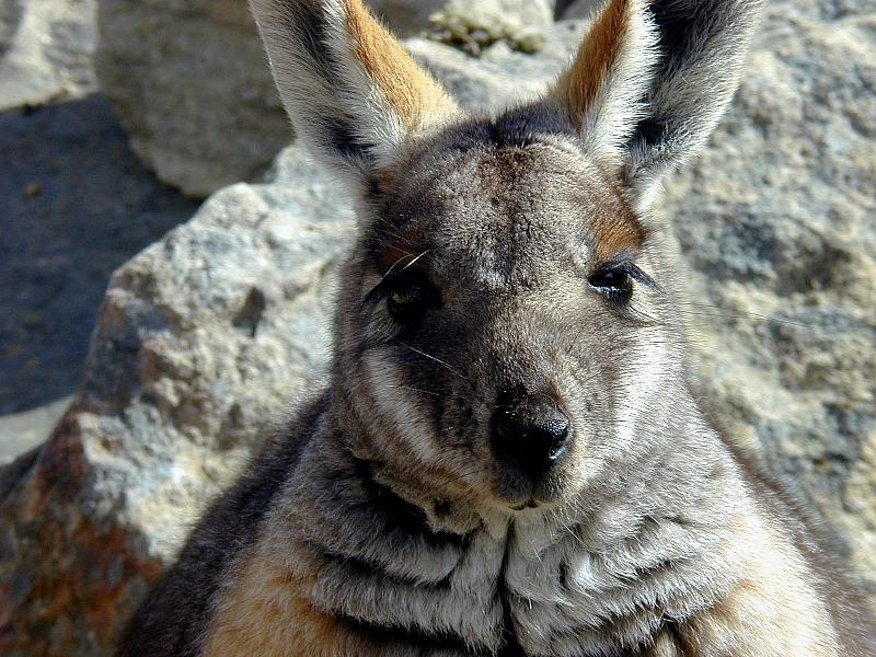 Yellow-Footed_Rock-Wallaby__Petrogale_xanthopus__003.jpg
