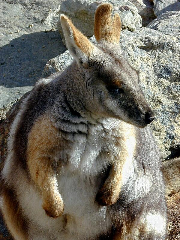 Yellow-Footed_Rock-Wallaby__Petrogale_xanthopus__004.jpg