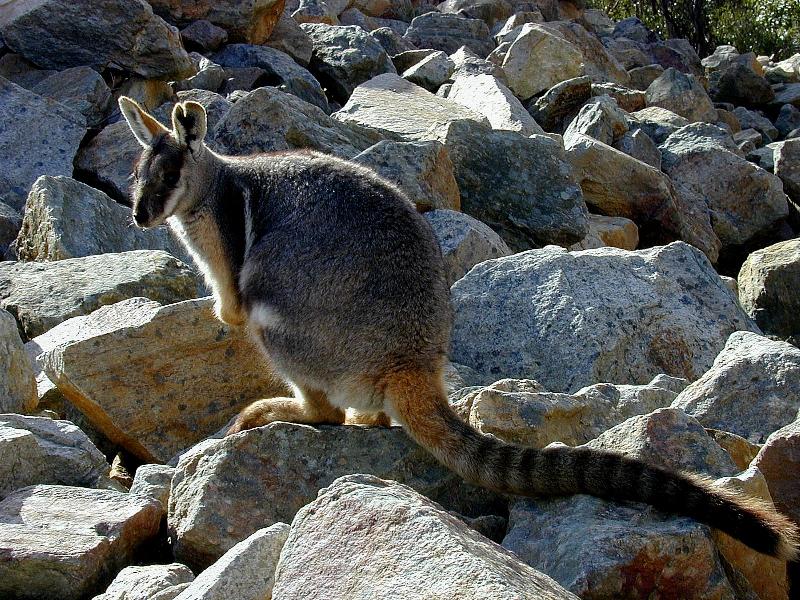 Yellow-Footed_Rock-Wallaby__Petrogale_xanthopus__005.jpg