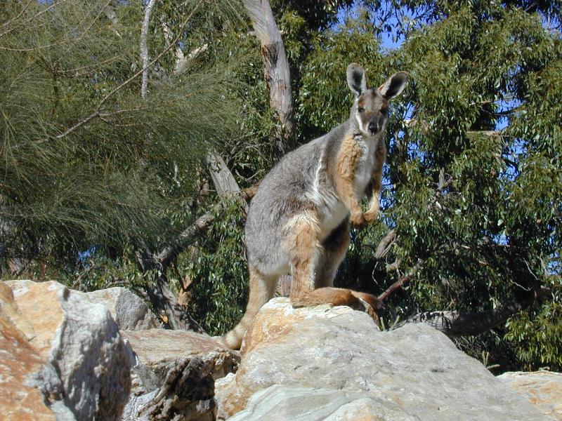 Yellow-Footed_Rock-Wallaby__Petrogale_xanthopus__006.jpg