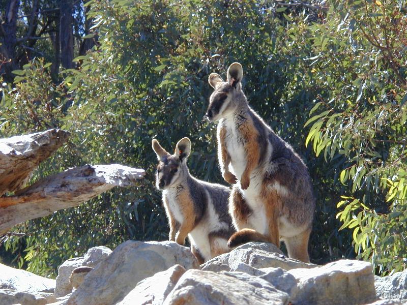 Yellow-Footed_Rock-Wallaby__Petrogale_xanthopus__007.jpg