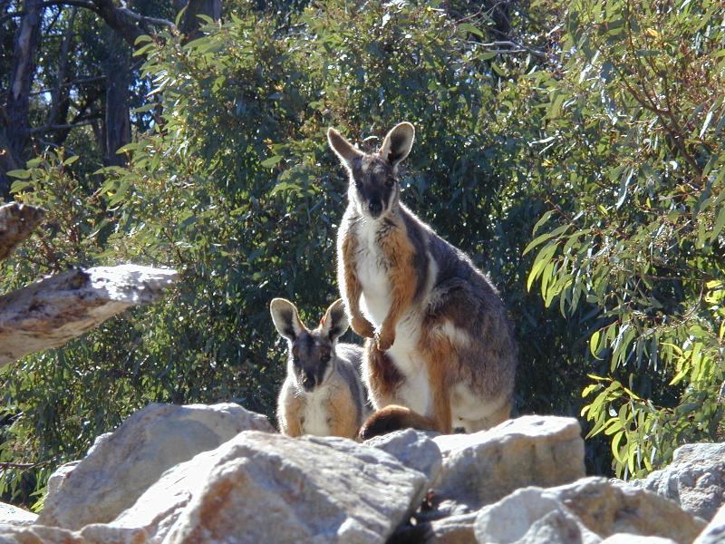 Yellow-Footed_Rock-Wallaby__Petrogale_xanthopus__008.jpg