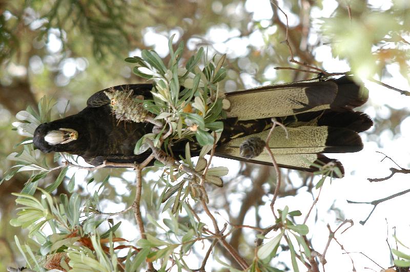 Yellow-tailed_Black-Cockatoo__Calyptorhynchus_funereus__007.jpg