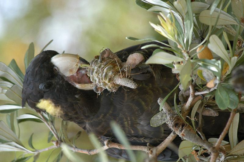 Yellow-tailed_Black-Cockatoo__Calyptorhynchus_funereus__011.jpg