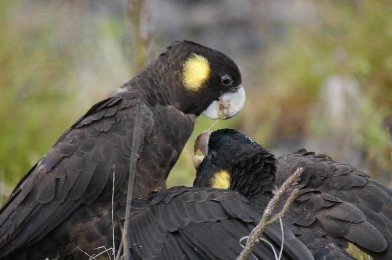 Yellow-tailed_Black-Cockatoo__Calyptorhynchus_funereus__023.jpg