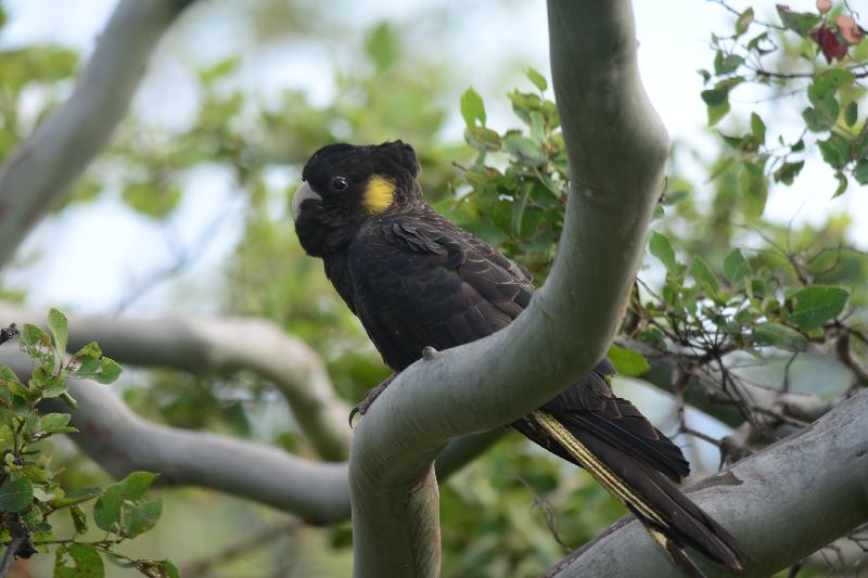 Yellow-tailed_Black-Cockatoo__Calyptorhynchus_funereus__027.jpg